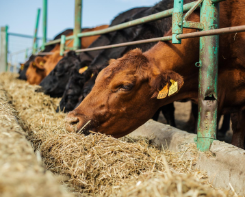 Cattle Farming
