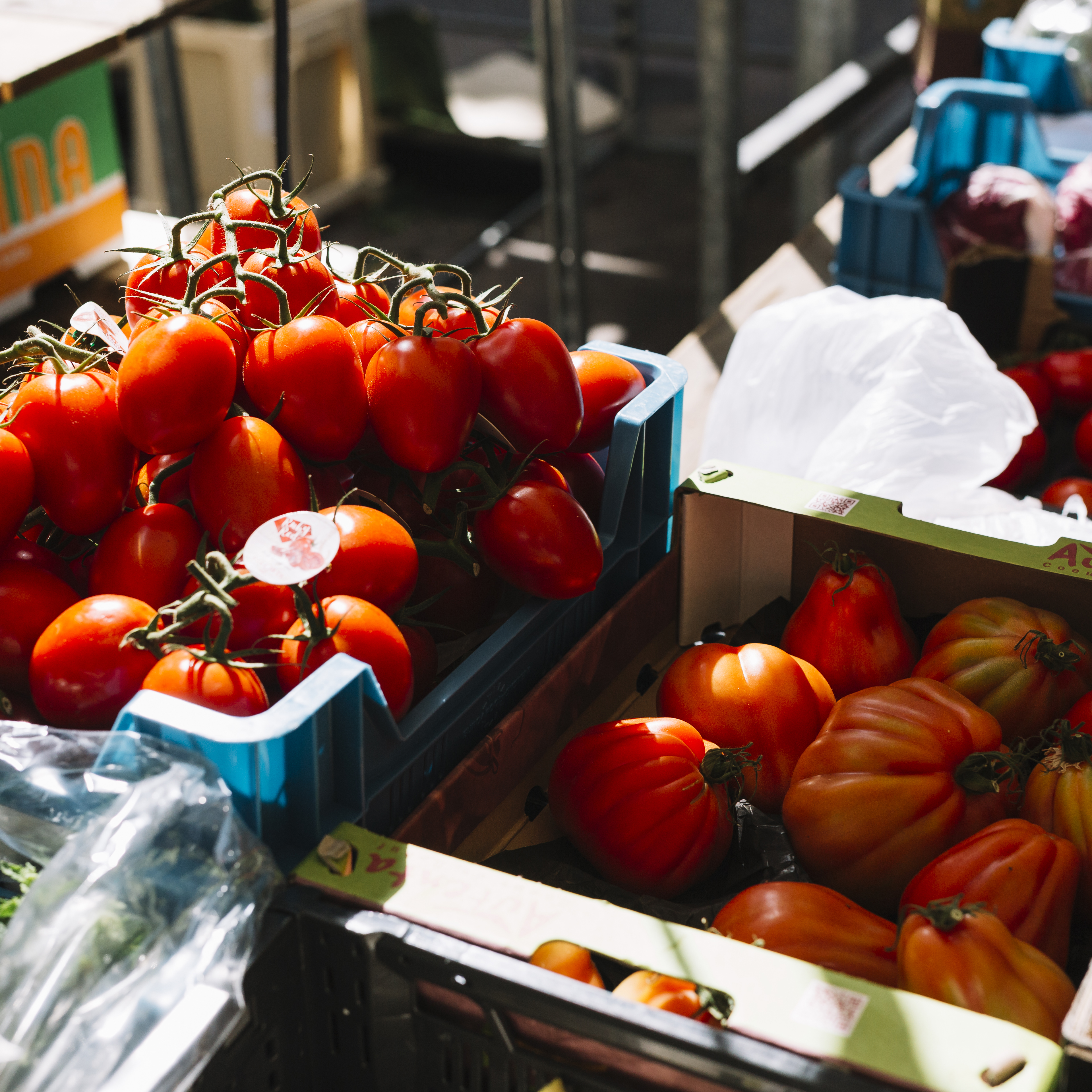 Sorting, Grading and Packaging Plant for Fruits and Vegetables
